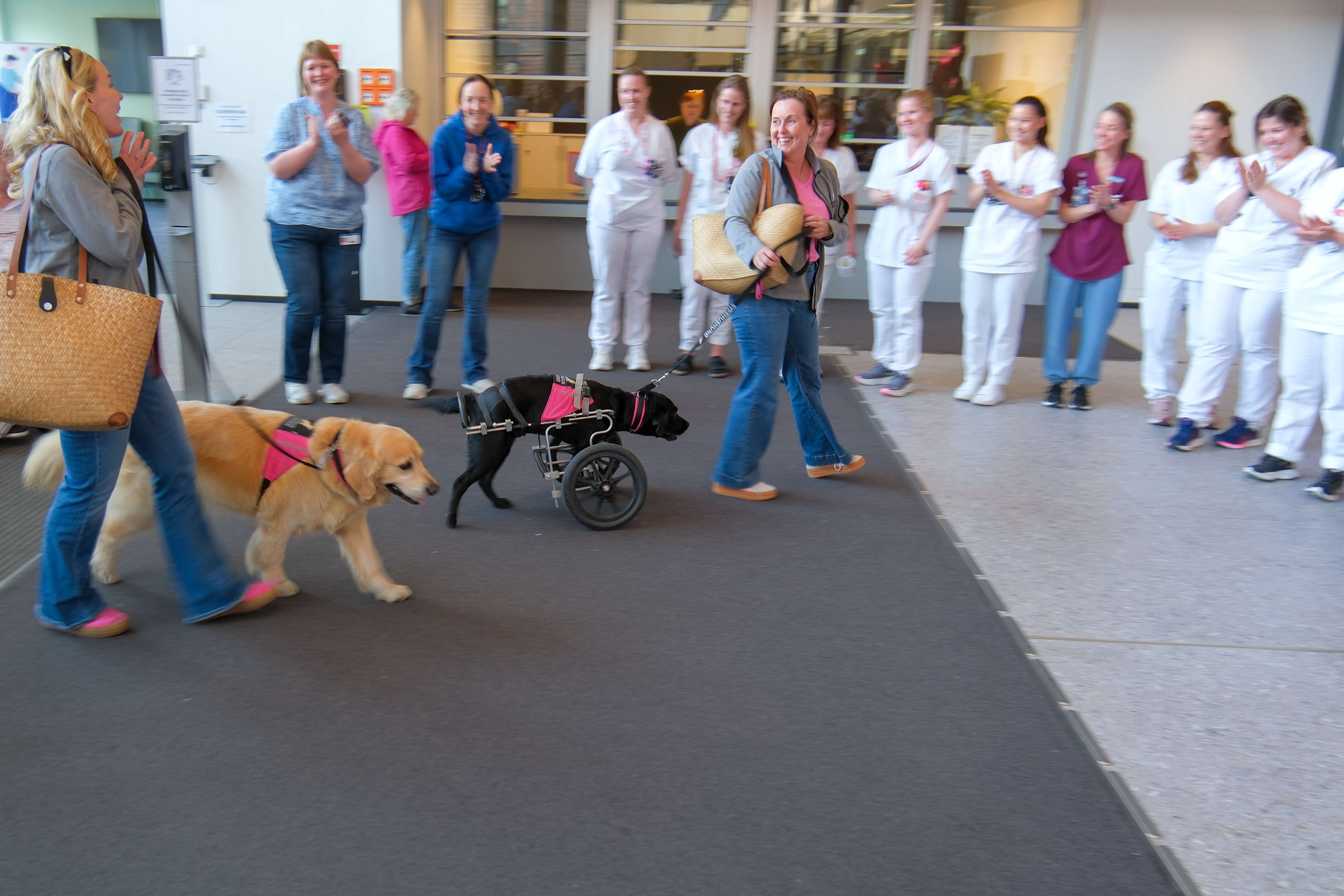 En hund og en barnevogn i en folksom gate